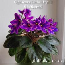 Optimara Little Hopi II (Holtkamp)