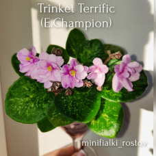 Trinket Terrific (E.Champion)