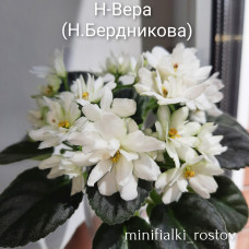 Н-Вера (Н.Бердникова) 