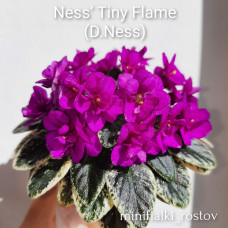 Ness' Tiny Flame (D.Ness)