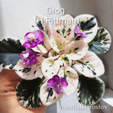 Grog (H.Pittman)