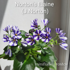 Norton's Elaine (J.Norton)