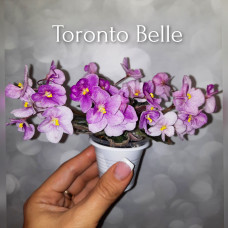 Toronto Belle (A.E.Adams) 