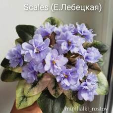 Scales (Е.Лебецкая)