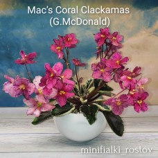 Mac's Coral Clackamas (G.McDonald)