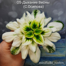 OS-Дыхание Весны (С.Осипова)