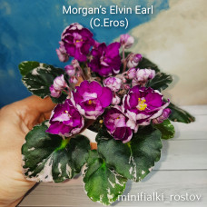 Morgan’s Elvin Earl (C.Eros)