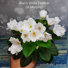 Alan's White Feather (A.Murphy) 