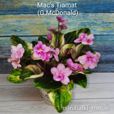 Mac’s Tiamat (G.McDonald) 