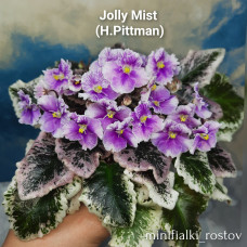 Jolly Mist       (H.Pittman) 