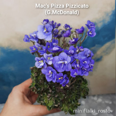 Mac's Pizza Pizzicato (G.McDonald)