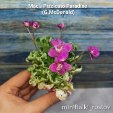 Mac's Pizzicato Paradise (G.McDonald)