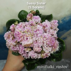 Sassy Sister (S.Sorano)