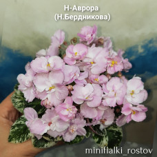 Н-Аврора (Н.Бердникова)