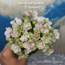 Ms.Smartypants (S.Sorano)