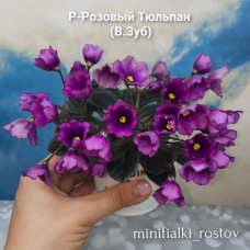 Р-Розовый Тюльпан (В.Зуб)