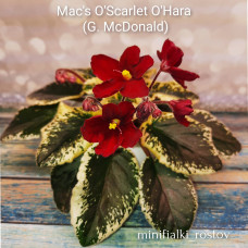 Mac's O'Scarlet O'Hara (G.McDonald)