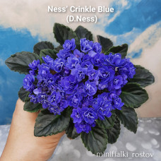 Ness’ Crinkle Blue (D.Ness)