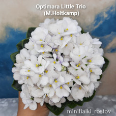 Optimara Little Trio                (M.Holtkamp)