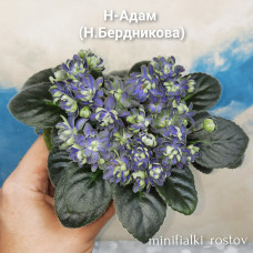 Н-Адам (Н.Бердникова)