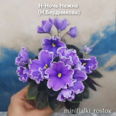 Н-Ночь Нежна (Н.Бердникова)