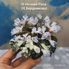 Н-Ночная Роса (Н.Бердникова)