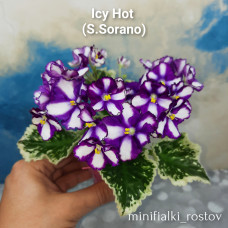 Icy Hot (S.Sorano)