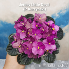 Jersey Little Devil (R.Kurzynski)