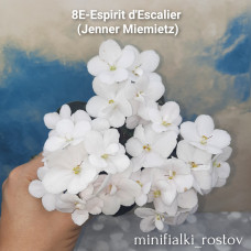 8E Espirit d’escalier (Jenner Miemietz)