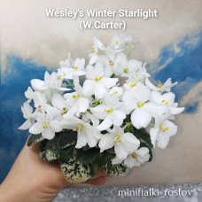 Wesley’s Winter Starlight (W.Carter)