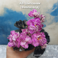 АВ-Шиповник (Фиалковод)