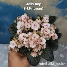 Jolly Imp (H.Pittman) 