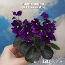 Hunter's Enigma                  (K.Muzalewski)