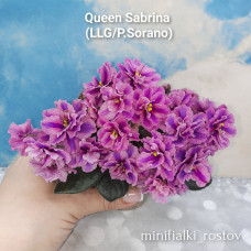 Queen Sabrina (LLG/P.Sorano)