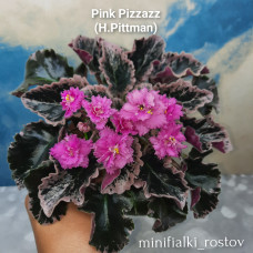 Pink Pizzazz (H.Pittman) 