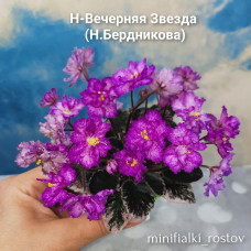 Н-Вечерняя Звезда (Н.Бердникова)