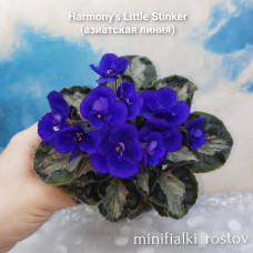 Harmony's Little Stinker (азиатская линия)  (Harmony)