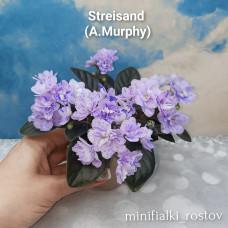 Streisand (A.Murphy)