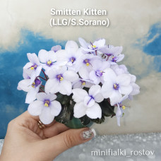 Smitten Kitten (LLG/S.Sorano) 