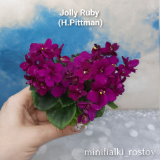 Jolly Ruby (H.Pittman)