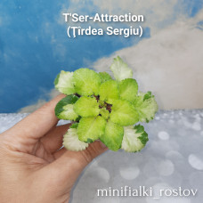 T'Ser-Attraction (Ţîrdea Sergiu)