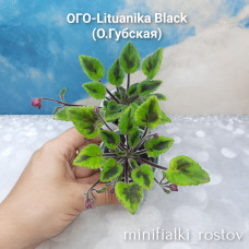 ОГО-Lituanika Black (Губская Ольга)