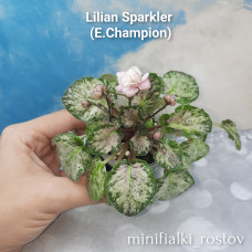 Lilian Sparkler (E.Champion)