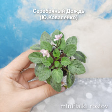 Серебряный Дождь  (Ю.Коваленко)