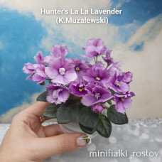 Hunter's La La Lavender (K.Muzalewski)