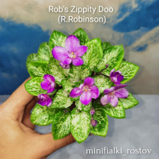 Rob's Zippity Doo (R.Robinson)