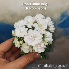 Rob's June Bug (R.Robinson)