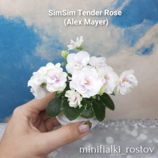 SimSim Tender Rose (Alex Mayer)