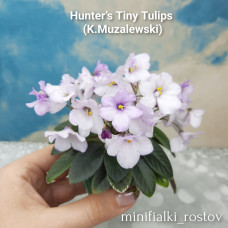 Hunter’s Tiny Tulips (K.Muzalewski)