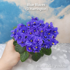 Blue Blazes (D.Harrington)